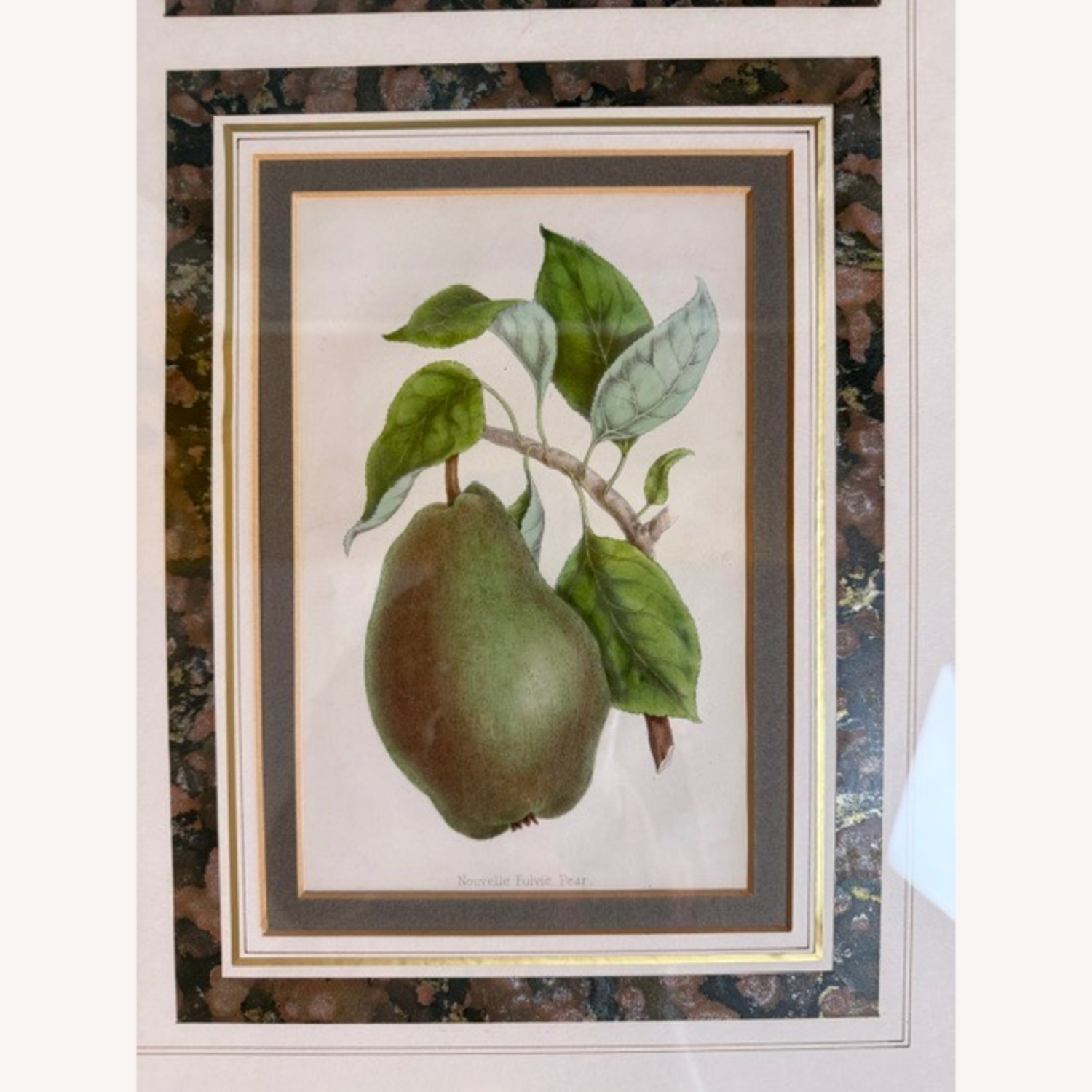 Vintage 19th Century English Botanical Prints  - image-10