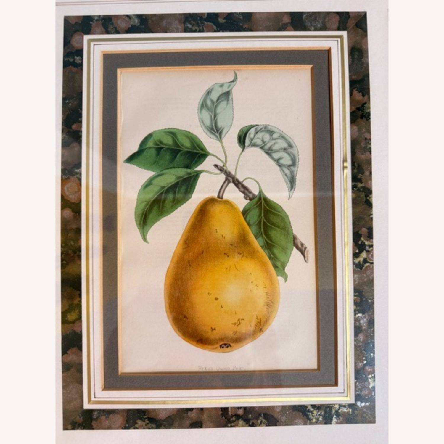 Vintage 19th Century English Botanical Prints  - image-11