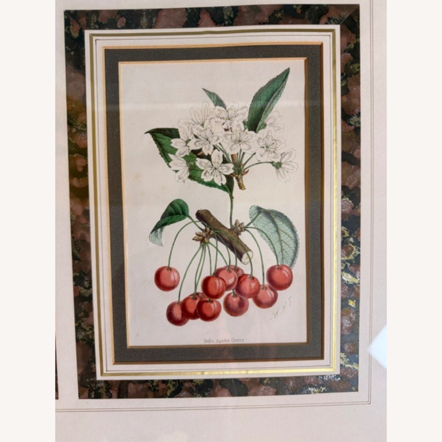 Vintage 19th Century English Botanical Prints  - image-18