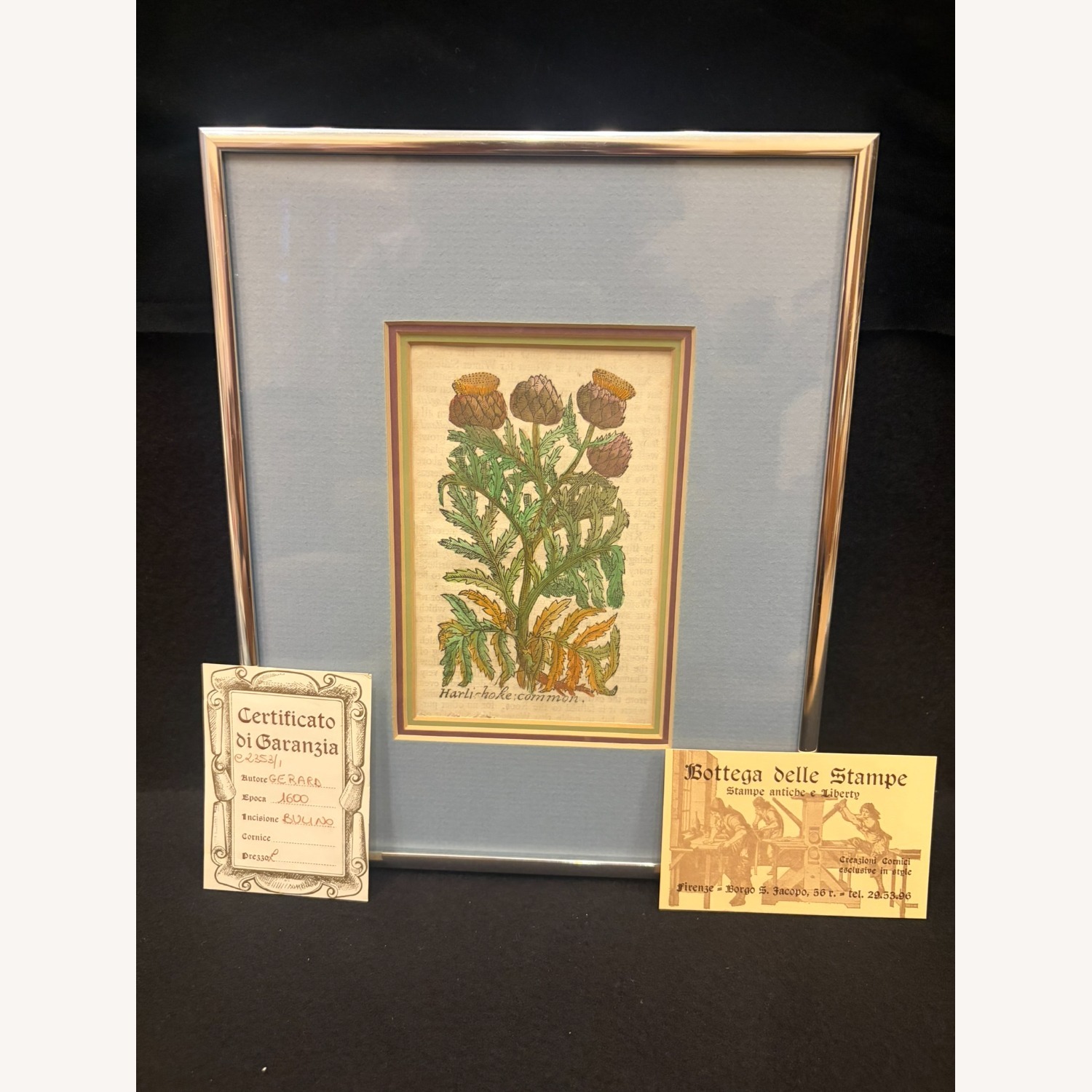 Antique Botanical Engraving, Cir. 1600, Certified - image-2