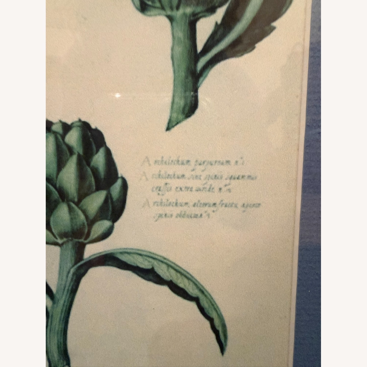 Framed Artichoke Botanical Print - image-1