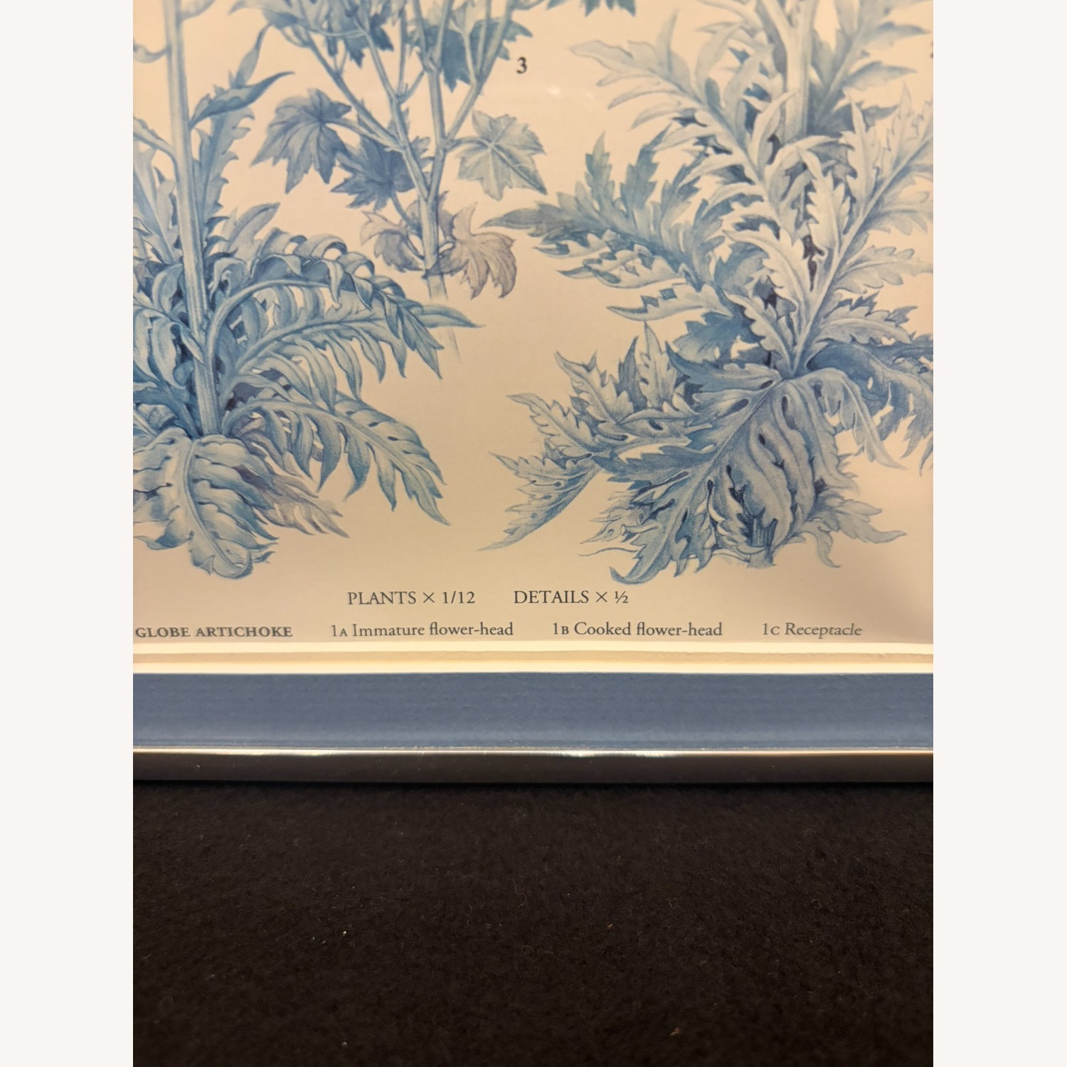 Oxford Food Plants Globe Artichoke Botanical Print - image-2