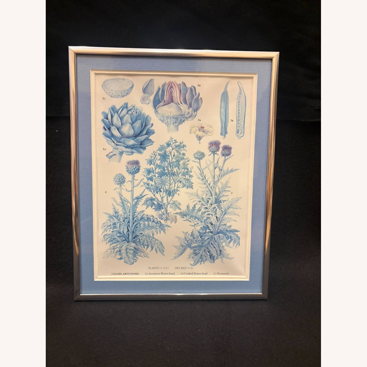Oxford Food Plants Globe Artichoke Botanical Print - image-1