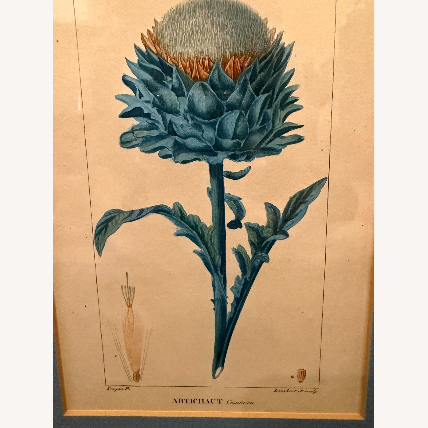 c1814 Turpin Artichaut Hand Colored Engraving - image-2