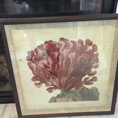Used Framed Red Coral on Roc Natural History Print for sale on AptDeco