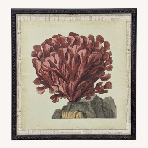 Used Framed Red Coral on Roc Natural History Print for sale on AptDeco