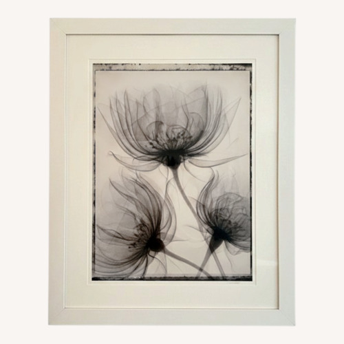 Used Framed Flower X Rays for sale on AptDeco