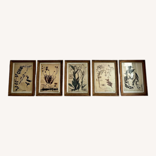 Used Set of 5 Anthropologie Framed Herbarium Prints for sale on AptDeco