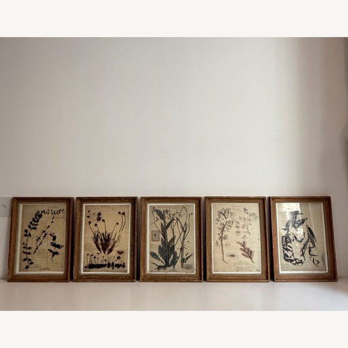 Used Set of 5 Anthropologie Framed Herbarium Prints for sale on AptDeco