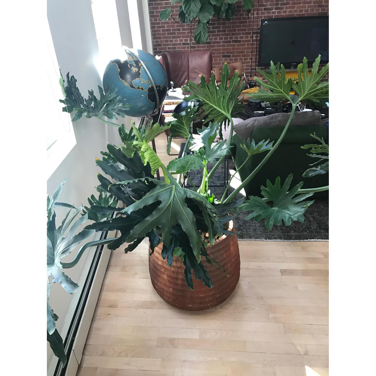 Large Rust Colored Planter & Plant - image-2