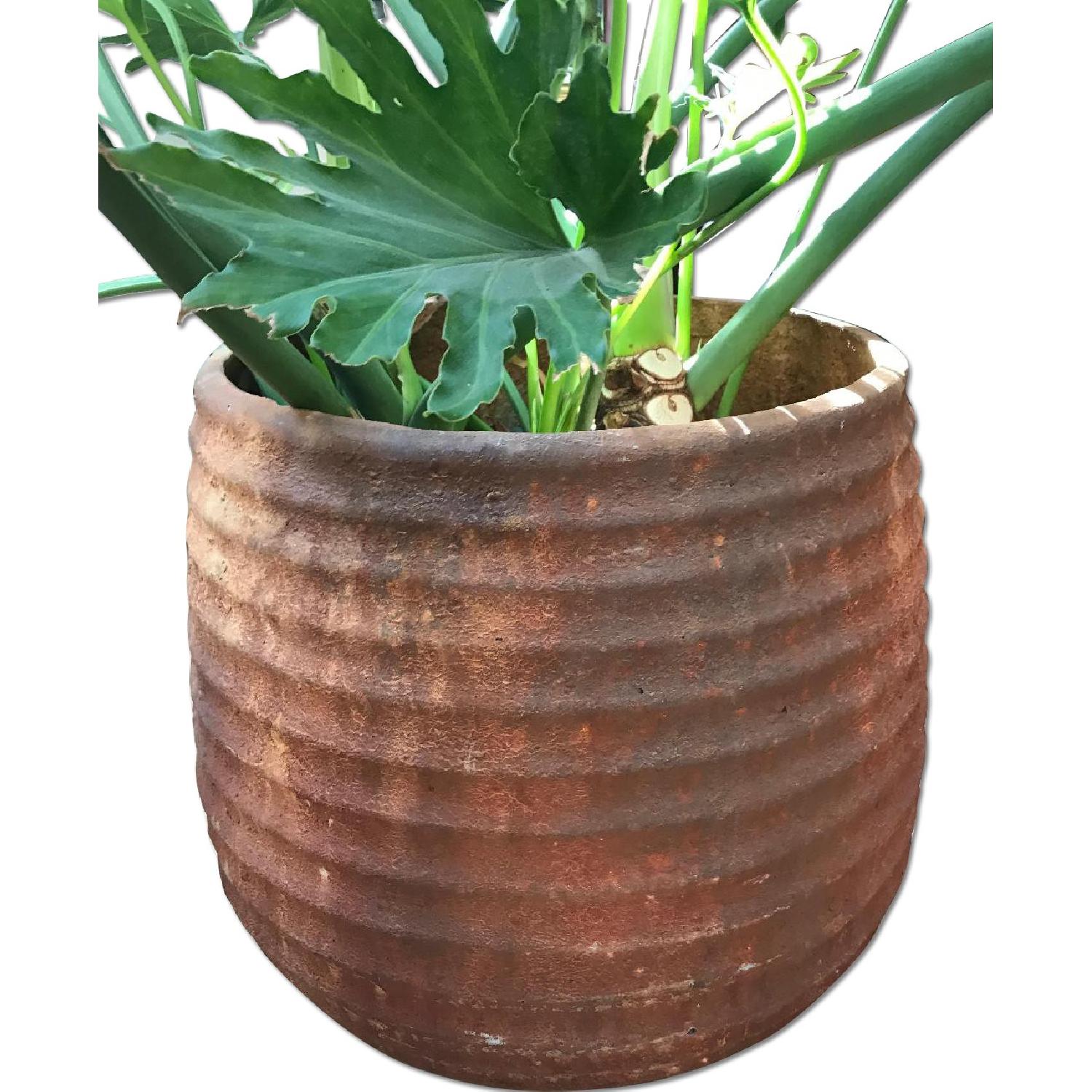 Large Rust Colored Planter & Plant - AptDeco