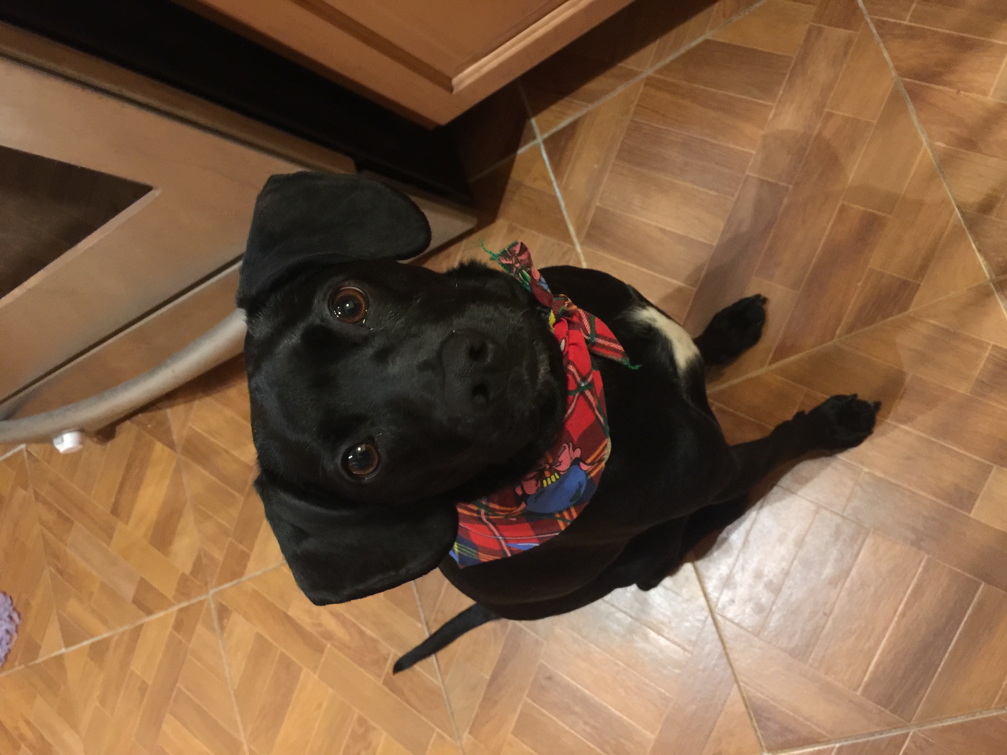 Veronica's User Image