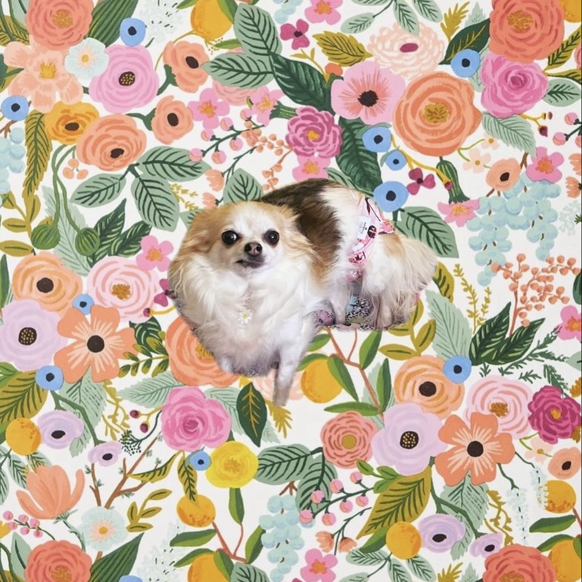 Lindsay's User Image