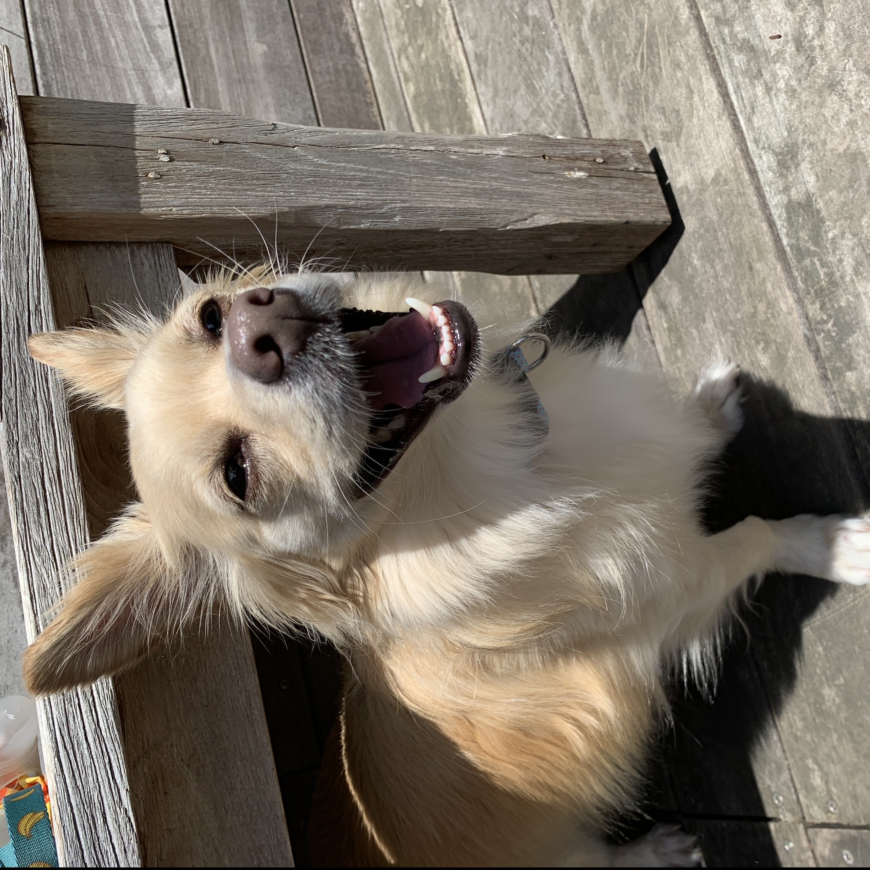 Antonia's User Image