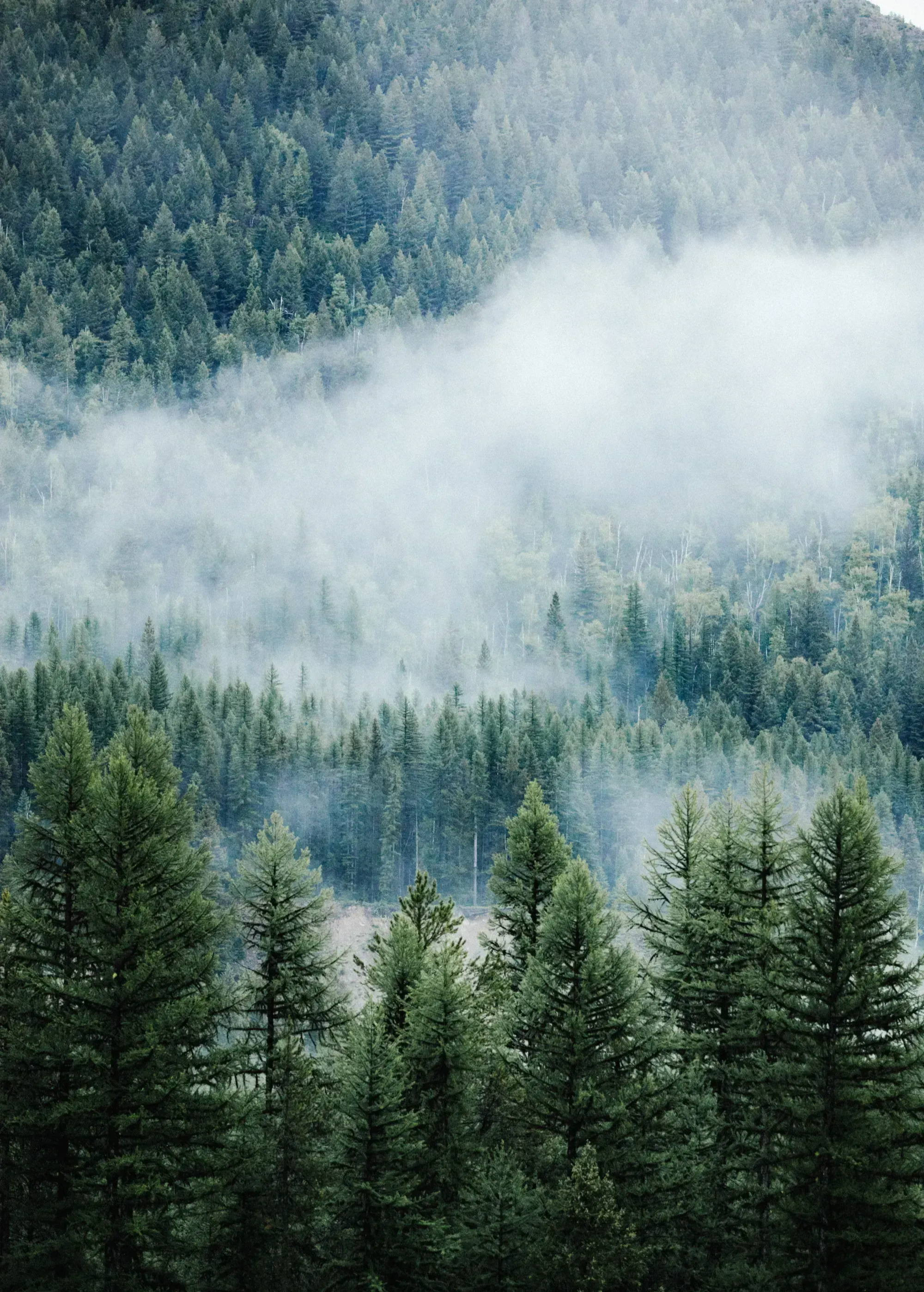 Shereen's User Image