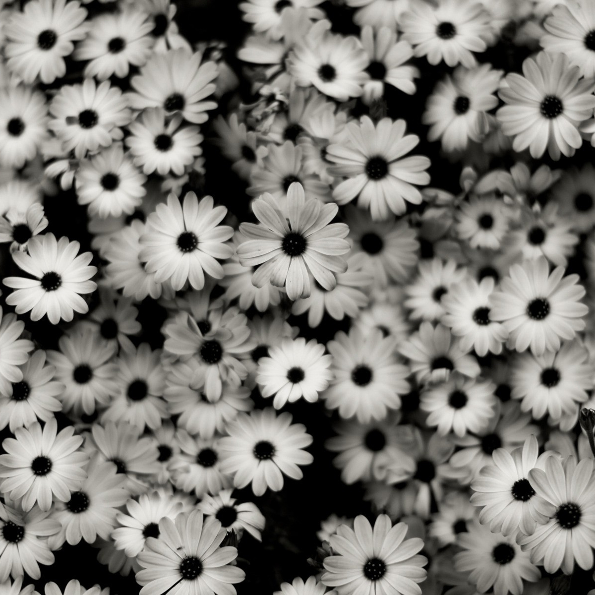 alice moszczynski's User Image