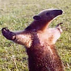 Alexander's User Image