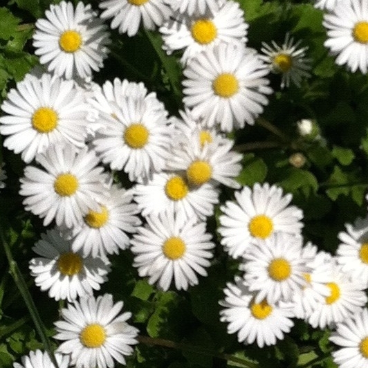 Allison's User Image