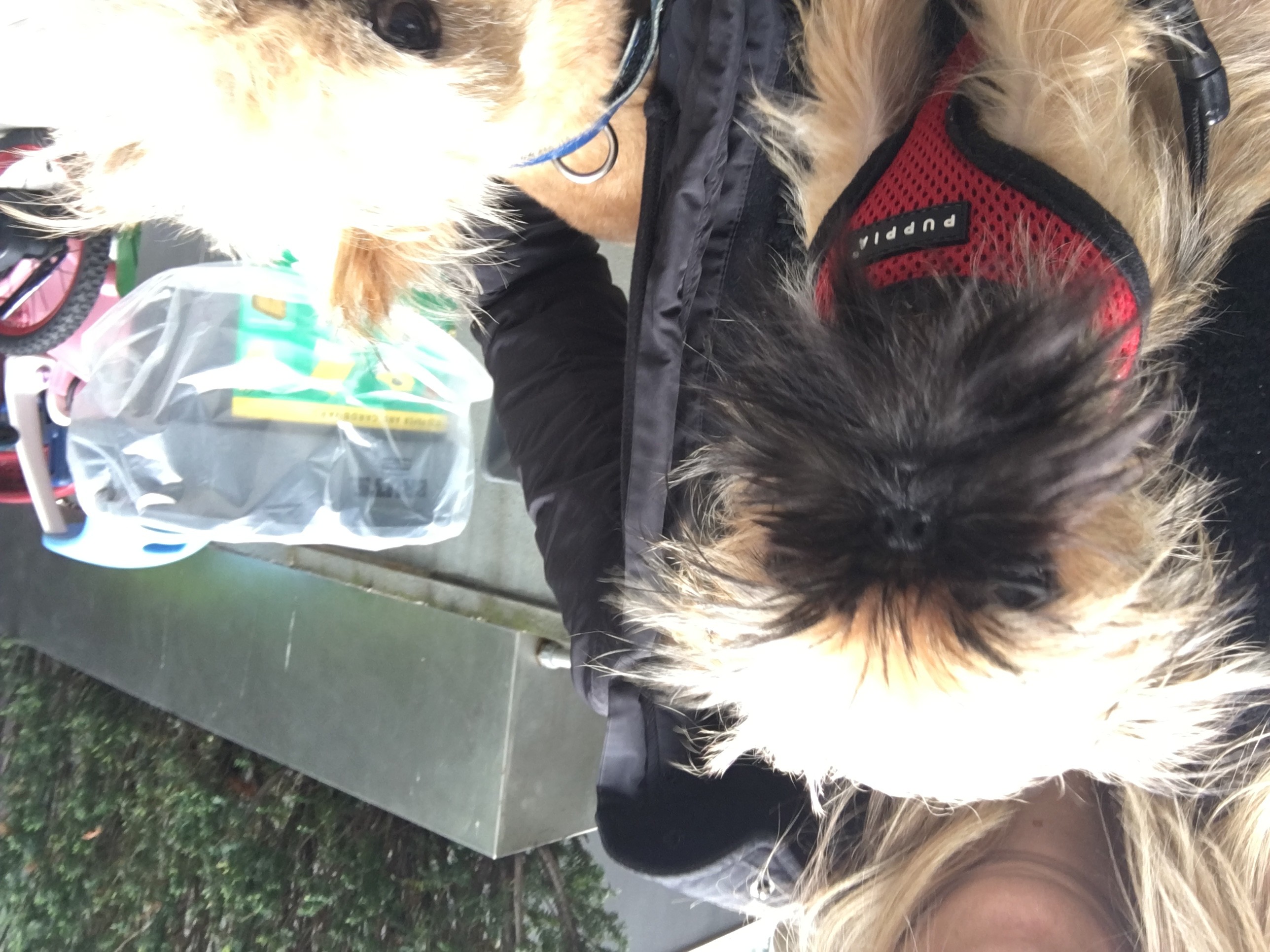 Danielle's User Image