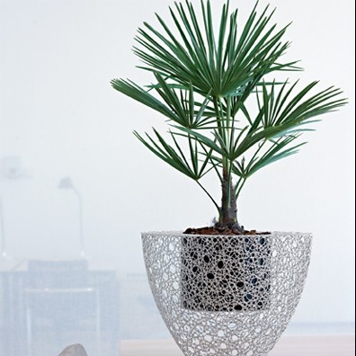 FreshFern's User Image