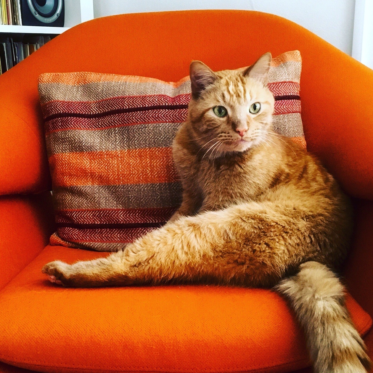 Vanessa's User Image